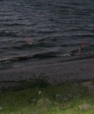 Ночное купание загорелых мужчин