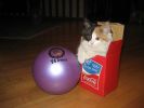 Файл=.jpg
Объём=86KB
Размеры=800x600
Дата=Апр 08, 2007 .jpg