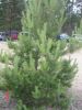 Файл=DSC07999.jpg
Объём=209KB
Размеры=600x800
Дата=Июль 06, 2009 DSC07999.jpg