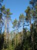 Файл=010509_533.jpg
Объём=90KB
Размеры=450x600
Дата=Май 04, 2009 010509_533.jpg